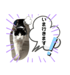 お母ちゃん猫4（個別スタンプ：8）