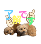 ぽんちゃん＆まりちゃんの日常スタンプ（個別スタンプ：5）