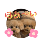 ぽんちゃん＆まりちゃんの日常スタンプ（個別スタンプ：12）