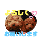 ぽんちゃん＆まりちゃんの日常スタンプ（個別スタンプ：16）