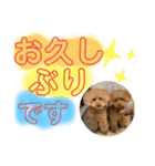 ぽんちゃん＆まりちゃんの日常スタンプ（個別スタンプ：23）