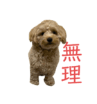 花花1花花（個別スタンプ：2）