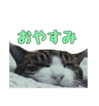 かずれもんの家のにゃんこ2（個別スタンプ：2）