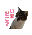 かずれもんの家のにゃんこ2（個別スタンプ：5）