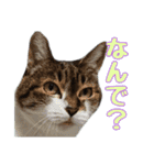 かずれもんの家のにゃんこ2（個別スタンプ：9）