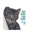 かずれもんの家のにゃんこ2（個別スタンプ：12）