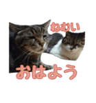 かずれもんの家のにゃんこ2（個別スタンプ：14）