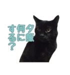 かずれもんの家のにゃんこ2（個別スタンプ：15）