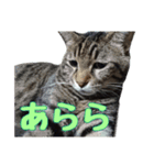 かずれもんの家のにゃんこ2（個別スタンプ：18）