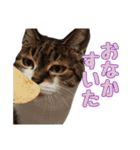 かずれもんの家のにゃんこ2（個別スタンプ：19）