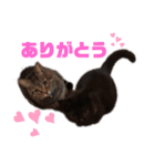 kai kuma biku mari tabi hattchan（個別スタンプ：1）