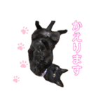 kai kuma biku mari tabi hattchan（個別スタンプ：4）