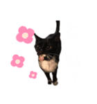 kai kuma biku mari tabi hattchan（個別スタンプ：13）