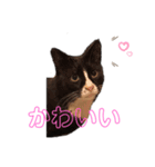 kai kuma biku mari tabi hattchan（個別スタンプ：14）