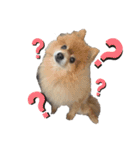 小林さんちの犬（個別スタンプ：1）
