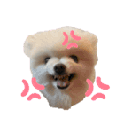 小林さんちの犬（個別スタンプ：4）