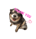 小林さんちの犬（個別スタンプ：6）