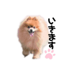 小林さんちの犬（個別スタンプ：8）