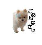 小林さんちの犬（個別スタンプ：9）