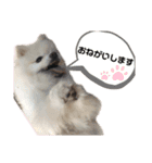 小林さんちの犬（個別スタンプ：12）