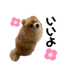 小林さんちの犬（個別スタンプ：13）