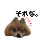 小林さんちの犬（個別スタンプ：14）