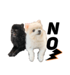 小林さんちの犬（個別スタンプ：15）