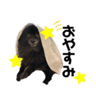 小林さんちの犬（個別スタンプ：16）
