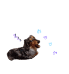 choco411（個別スタンプ：3）