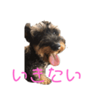 じじの呟き（個別スタンプ：1）