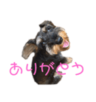 じじの呟き（個別スタンプ：6）