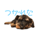じじの呟き（個別スタンプ：7）
