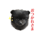 モノクロポメラニアン（個別スタンプ：1）