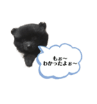モノクロポメラニアン（個別スタンプ：2）