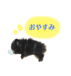 モノクロポメラニアン（個別スタンプ：3）