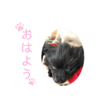 モノクロポメラニアン（個別スタンプ：4）