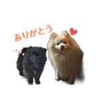 モノクロポメラニアン（個別スタンプ：7）