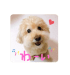 まるさんちのモコのスタンプ（個別スタンプ：1）