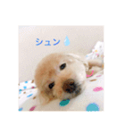 まるさんちのモコのスタンプ（個別スタンプ：5）