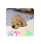 まるさんちのモコのスタンプ（個別スタンプ：12）