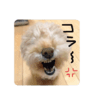 まるさんちのモコのスタンプ（個別スタンプ：13）