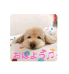 まるさんちのモコのスタンプ（個別スタンプ：15）