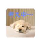 まるさんちのモコのスタンプ（個別スタンプ：16）