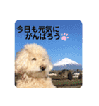 まるさんちのモコのスタンプ（個別スタンプ：23）