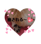 ラッキーの日常スタンプ3（個別スタンプ：8）