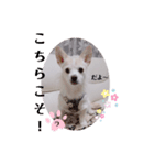 ラッキーの日常スタンプ3（個別スタンプ：16）