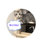 蘭丸まる5（個別スタンプ：7）