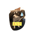 チワワのレオくん3才（個別スタンプ：2）