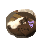 チワワのレオくん3才（個別スタンプ：5）