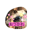 チワワのレオくん3才（個別スタンプ：7）